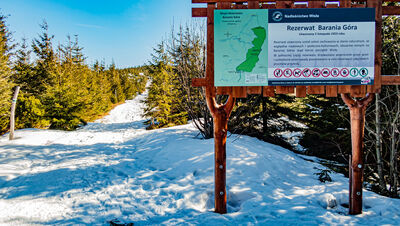 Granica Rezerwatu Barania Góra na zielony szlaku