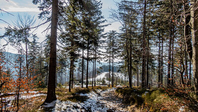 Żółty szlak w kierunku Cieńkowa