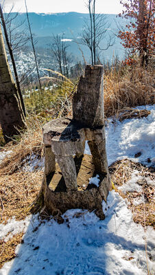 Krzesełko wyrzeźbione bezpośrednio w konarze drzewa