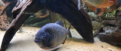 Kołobrzeg, Plac Ratuszowy ↔ Kołobrzeg, Park Teatralny