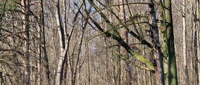 Pod Sowiną [Nad Witoszowem Górnym]