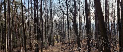 Bystrzyca Górna rozwidlenie ↔ Pod Widną Górą [Nad Bystrzycą Górną]