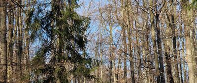 Pod Widną Górą ↔ Witoszów Górny [Pod Widną Górą]