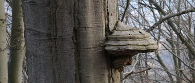 Słoneczny Stok ↔ Kretówki