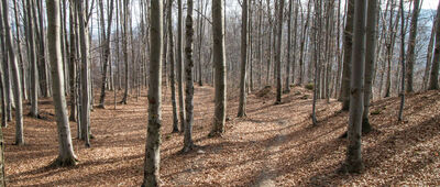 Słoneczny Stok ↔ Kretówki [Jesień na początku marca]