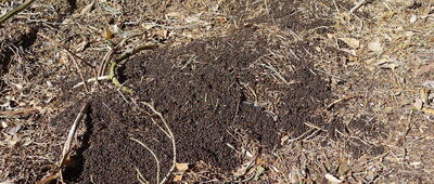 Lipowy Most ↔ Rezerwat Góra Pieszczana