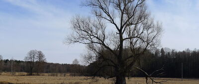 Sosnowik ↔ Rozejście szlaków