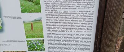 Pod Malým Ostrým, hřeben