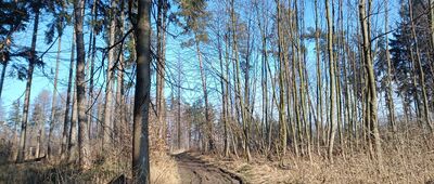 Wyrchgóra ↔ Rozejście szlaków