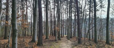 Szczyglice, rozejście szlaku do Skały Kmity ↔ Skała Kmity [Żółty szlak dookoła Rezerwatu Skała Kmity]