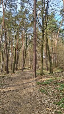 Las nad Doliną Grzybowską