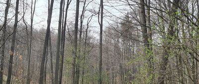 Grzybów ↔ Źródło w Dolinie Grzybowskiej [Czarny szlak w Dolinie Grzybowskiej]