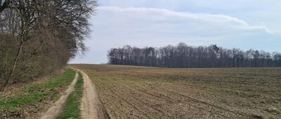 Grzybów, rozejście szlaków ↔ Aleja Jurajska [Aleja Jurajska]