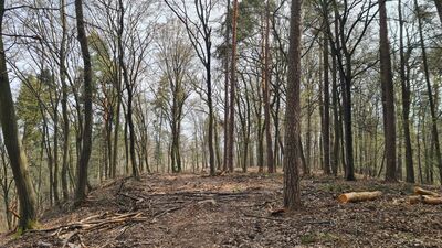 Las nad Doliną Grzybowską