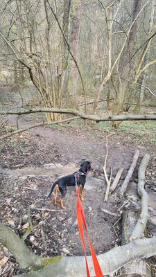 Strumień Studzienki przy parkingu