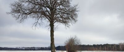 Zalesie ↔ Krężnica Okrągła