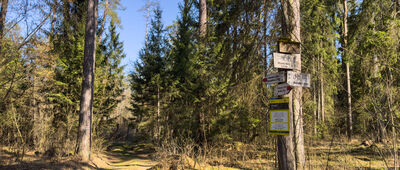 Wysoki Most, las ↔ Skrzyżowanie szlaków [Skrzyżowanie]