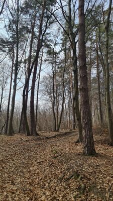 Szlak spacerowo-edukacyjny Dolina Aleksandrowicka