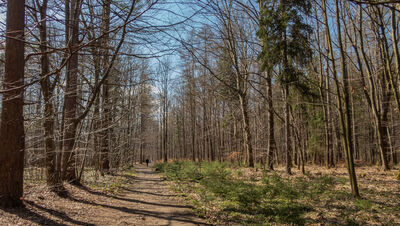 Szlak biegowy-przełajowy wzdłuż Wapienicy