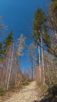 Podejście na Palenicę - niebieski szlak