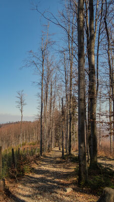 Las wzdłuż niebieskiego szlaku przed Przykrą