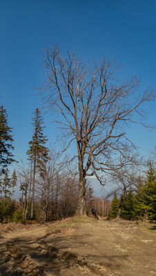 Niebiesko-żółty szlak przed Błatnią