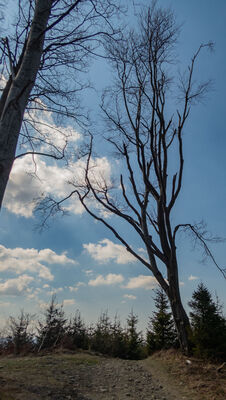 Szlak między Błatnią a Stołowem