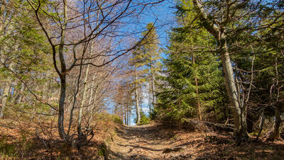 Szlak między Trzema Kopcami a Klimczokiem