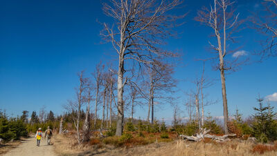 Żółty szlak między Klimczokiem a Szyndzielnią