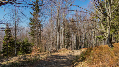 Szlak pod KL Szyndzielnia