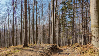 Żółty szlak Pod Szyndzielnią