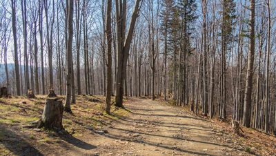 Las wzdłuż żółtego szlaku