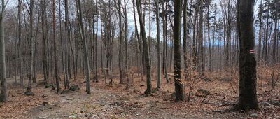 Rozdroże Holtei'a ↔ Ślęża, rozejście szlaków