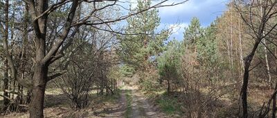 Przełęcz Słupicka, rozejście szlaków ↔ Sulistrowiczki