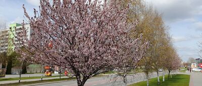 Tarnobrzeg, Muzeum Przemysłu Siarkowego ↔ Tarnobrzeg, ul. 11 Listopada