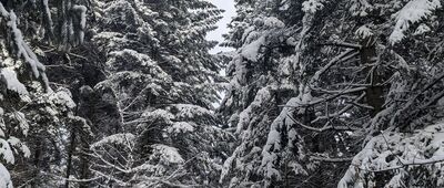 Piórków ↔ Pod Szczytniakiem