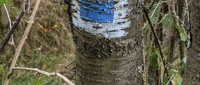 Koszarawa, Walczaki ↔ Rozejście szlaków