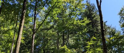 Żłobek ↔ Pod Jawornikami