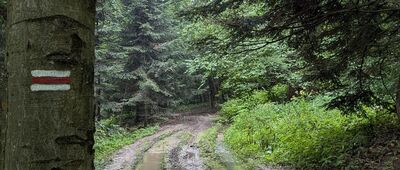 Przełęcz Przysłup ↔ Przysłup