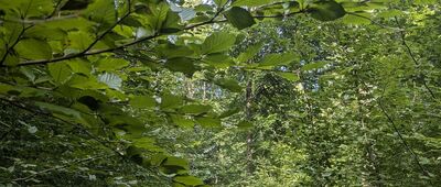 Wujskie ↔ Przełęcz pod Słonnym Wierchem