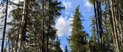 Trigan ↔ Štrbské Pleso, rázcestie pred Heliosom