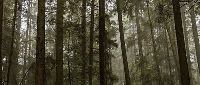 Tymbark, skrzyżowanie ↔ Pod Paprocią