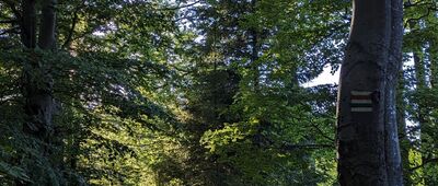 Pod Jaworzyną Krynicką, odejście do schroniska