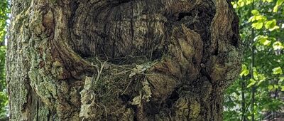 U Mariánského sadu ↔ U Šrejberky