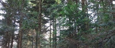 Schronisko PTTK na Kudłaczach ↔ Skrzyżowanie przy Kudłaczach
