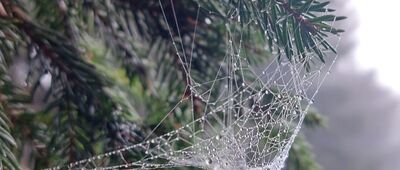 Skrzyżowanie pod Czołem Turbacza ↔ Hala Turbacz