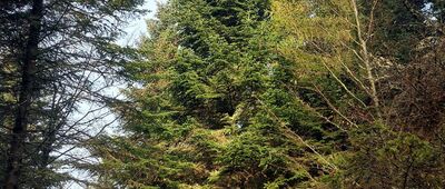 Pod Mogielicą ↔ Odejście ścieżki historycznej