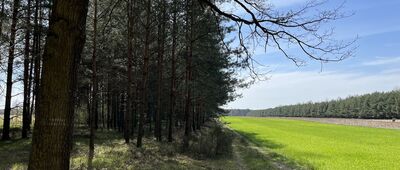 Truskolasy ↔ Koski Drugie