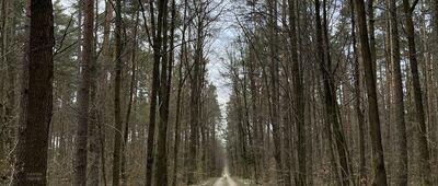 Panki ↔ Rezerwat Modrzewiowa Góra