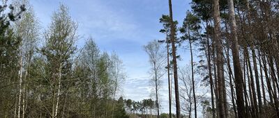 Broników ↔ Rezerwat Dąbrowa